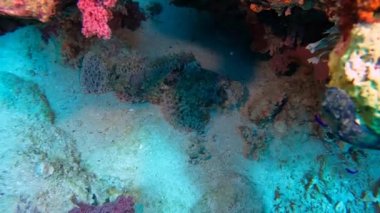 Kızıl Deniz, Mısır 'da bir Düz Kafalı Akrep Balığının (Scorpaenopsis oxycephalus) 4k video görüntüleri