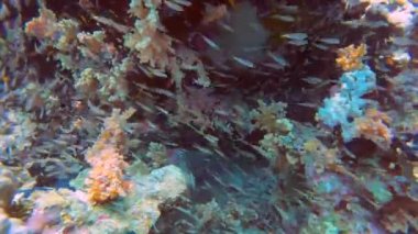 Miry 'nin Demokiselle' inin (Neopomacentrus miryae) Kızıl Deniz, Mısır 'daki 4k video görüntüleri