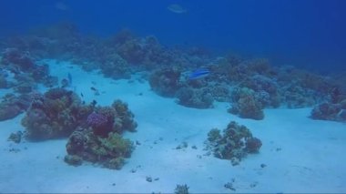 Bir çift Mavi Blanquillos 'un (Malacanthus latovittatus) Kızıl Deniz, Mısır' daki 4k video görüntüleri