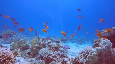Mısır, Kızıldeniz 'deki mercan resiflerindeki küçük renkli balıkların 4k video görüntüleri