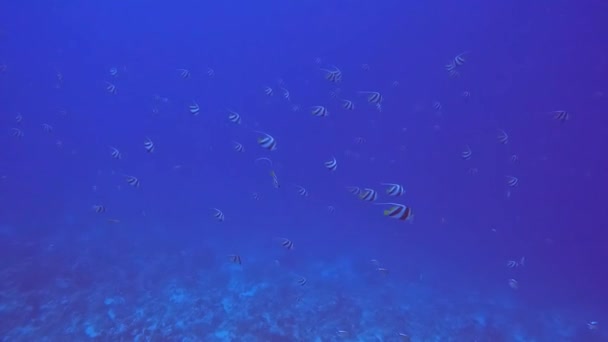 Video Footage Moorish Idols Zanclus Cornutus Red Sea — Stock Video