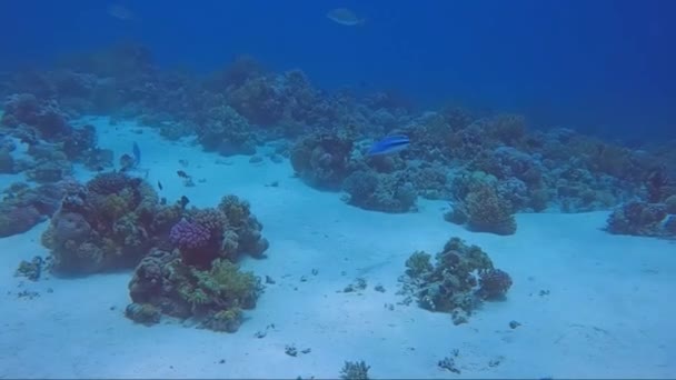 Filmagem Vídeo Par Blanquillos Azuis Malacanthus Latovittatus Mar Vermelho Egito — Vídeo de Stock