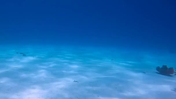 Video Záběry Garden Eels Gorgasia Sillneri Rudém Moři Egypt — Stock video