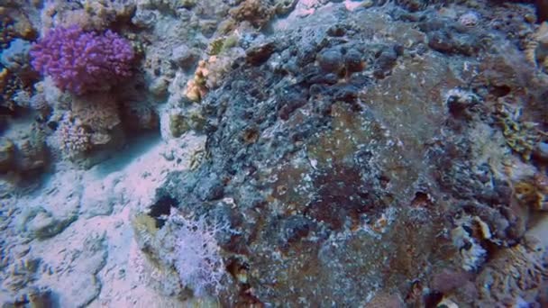 Videobeelden Van Zwart Bitumen Lekken Uit Vaten Bezaaid Gordon Reef — Stockvideo