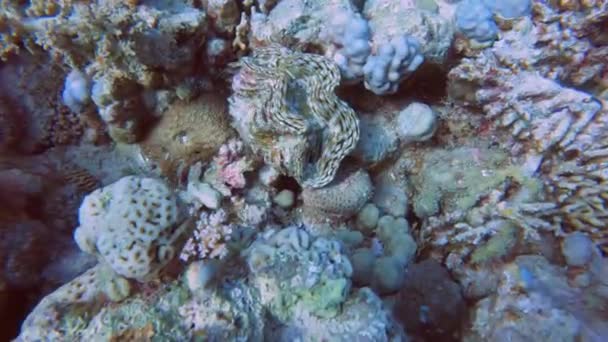Videobeelden Van Een Reuzenmossel Tridacna Squamosa Rode Zee Egypte — Stockvideo