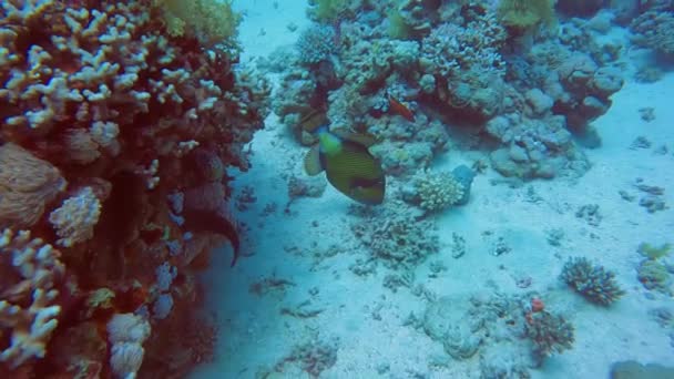 Video Záběry Titan Triggerfish Balistoides Viridescens Rudém Moři — Stock video