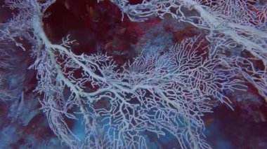 Kızıl Deniz, Mısır 'da bir Uzun Burunlu Şahin Balığının (Oxysirhites typus) 4k video görüntüleri