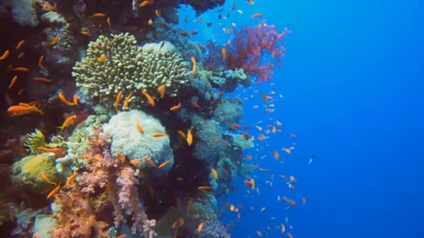 이집트의 홍해에 형성되어 산호들을 — 비디오