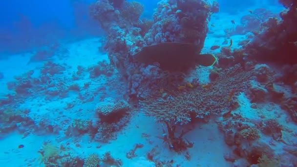 Video Footage Napoleon Wrasse Cheilinus Undulatus Red Sea Egypt — Stock Video