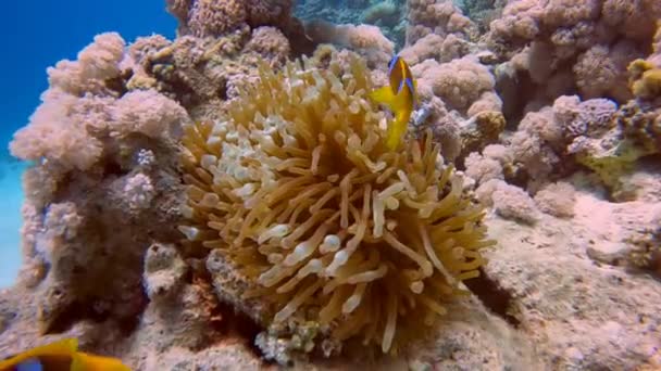 Video Footage Red Sea Anemonefish Amphiprion Bicinctus Egypt — Stock Video