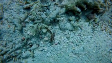 Multipore Sea Star 'ın (Linckia multifora) Mısır' daki 4k video görüntüleri. Zamanla, kayıp kolları kendini yenileyecek..