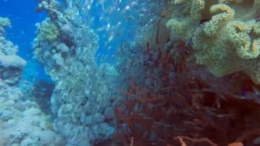 4k video görüntüsü, Pigme the Pygme β pers namı diğer Glassfish (parapriacanthus ransonneti) in Kızıl Deniz, Mısır