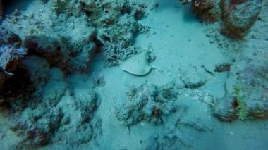 Marled Torpido Ray 'in (Torpido Marmorata) Mısır' daki 4k video görüntüleri