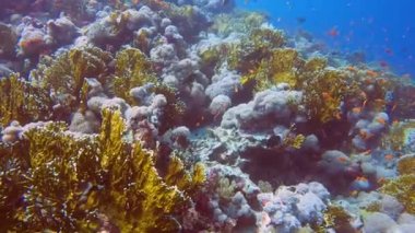 4k video görüntüleri: Ateş Mercanı (Millepora) Kızıl Deniz, Mısır