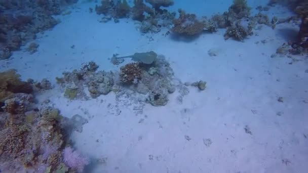 Videofilmer Bluepotted Ribbontail Ray Taeniura Lymma Röda Havet Egypten — Stockvideo