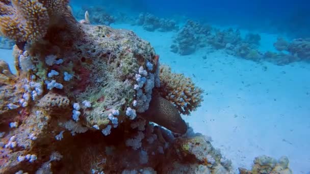Wideo Gigantycznego Węgorza Moray Gymnothorax Javanicus Morzu Czerwonym Egipt — Wideo stockowe