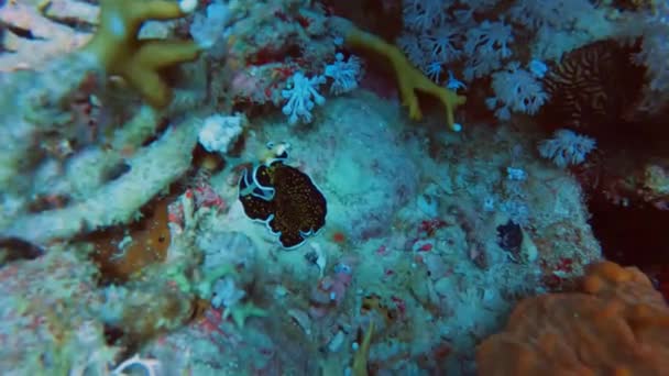 Videobeelden Van Een Platworm Thysanozoon Nigropapillosum Rode Zee Egypte — Stockvideo