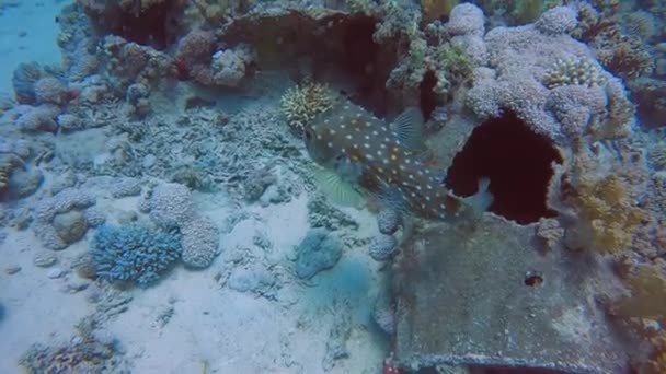 Video Záběry Žlutě Skvrnitého Lososa Cyclichthys Spilostylus Rudém Moři Egypt — Stock video