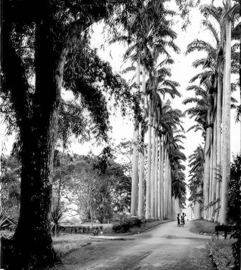 Aburi, Gana 'daki Botanik Bahçeleri' ndeki Kraliyet Palmiyeleri 1959 'da alındı.