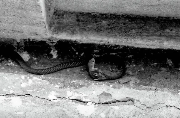 1959年 ガーナのアクラにあるビルマキャンプの建物の近くでヘビ — ストック写真