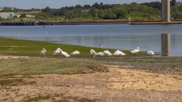 英国サフォークのイプスウィッチ近くのオーウェル川の岸での白鳥の餌の4Kのタイムラプス — ストック動画