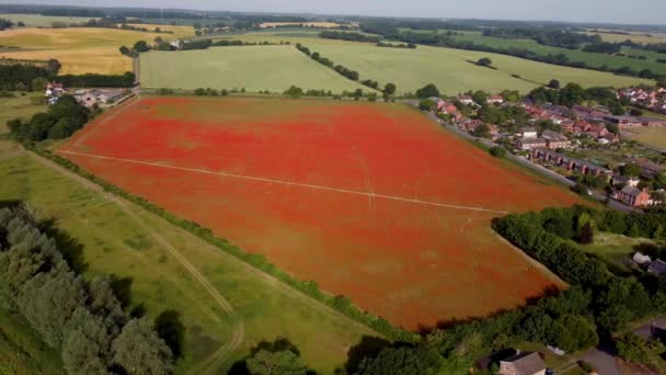 Drone Materiał Filmowy Maki Rozkwicie Polu Pobliżu Ipswich — Wideo stockowe