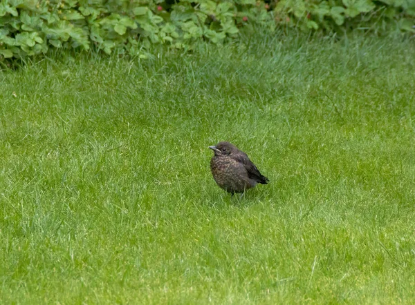 Juvenil Eurasian Blackbird Turdus Merula Jardim Suffolk Reino Unido — Fotografia de Stock