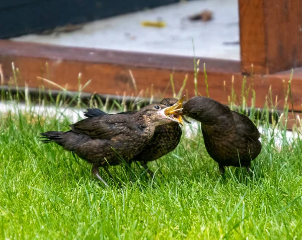 Egy Felnőtt Eurázsiai Feketerigó Turdus Merula Eteti Két Fiatal Egy — Stock Fotó