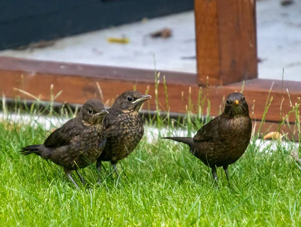 Dorosły Eurazjatycki Blackbird Turdus Merula Karmi Dwie Nich Młode Ogrodzie — Zdjęcie stockowe