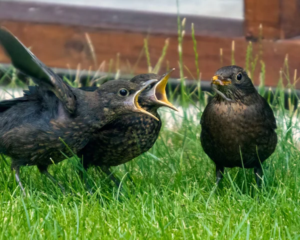 在英国萨福克的一个花园里 一只成年的欧亚黑鸟正在喂它的两只幼鸟 — 图库照片