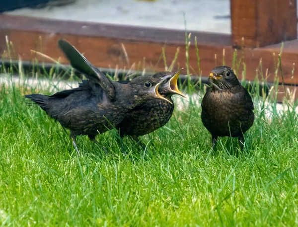在英国萨福克的一个花园里 一只成年的欧亚黑鸟正在喂它的两只幼鸟 — 图库照片