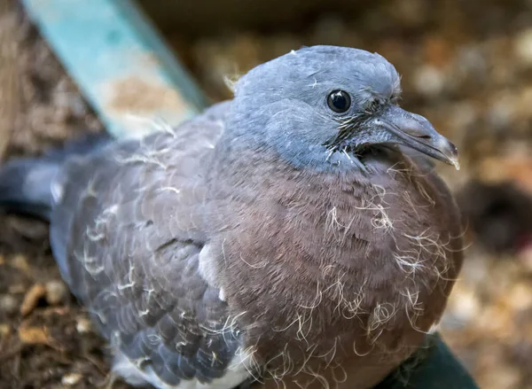 Młody Gołąb Pospolity Columba Palumbus Suffolk Wielka Brytania — Zdjęcie stockowe