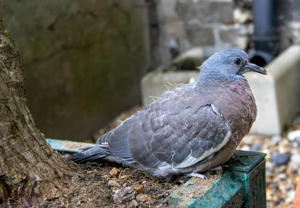 Egy Fiatal Közönséges Galamb Columba Palumbus Suffolkban Egyesült Királyság — Stock Fotó