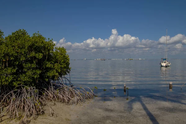 Mangroves Coast Isla Mujeres Mexico —  Fotos de Stock