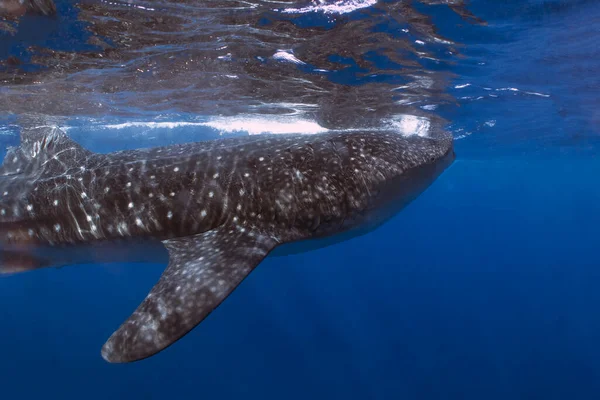 Whale Shark Rhincodon Typus Coast Mexico — Foto de Stock
