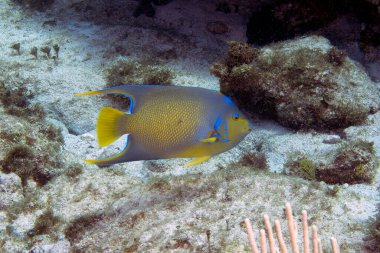 A Queen Angelfish (Holacanthus ciliaris) in Cozumel, Mexico