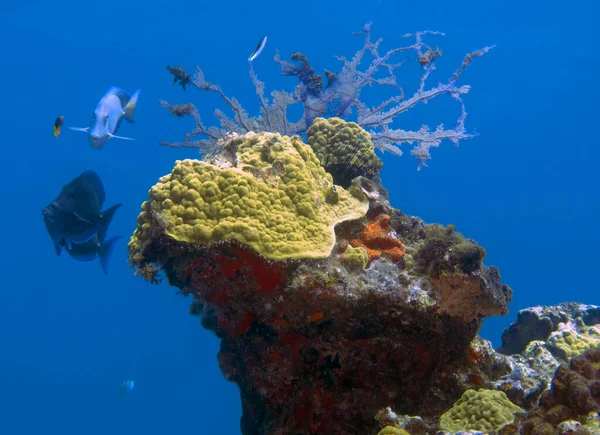 Coral Reefs Island Cozumel Mexico — Zdjęcie stockowe