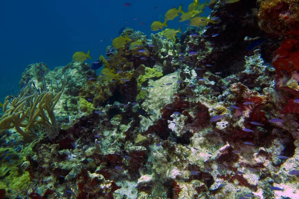 Coral Reefs Island Cozumel Mexico — Stock Fotó