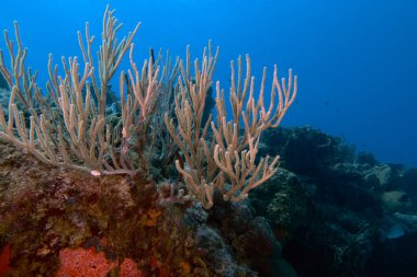 Meksika 'daki Cozumel adasındaki mercan kayalıkları.