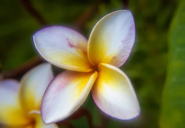 Close Beautiful Frangipani Flower Mexico — 图库照片