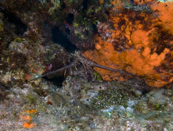 Caribbean Spiny Lobster Panulirus Argus Cozumel Mexico — Stockfoto