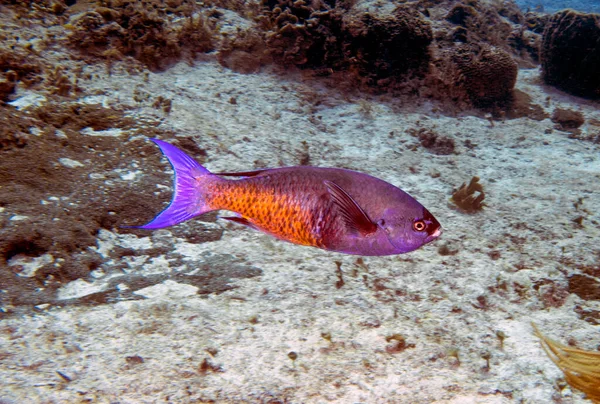 Creole Wrasse Clepticus Parrae Cozumel Mexico — Fotografia de Stock