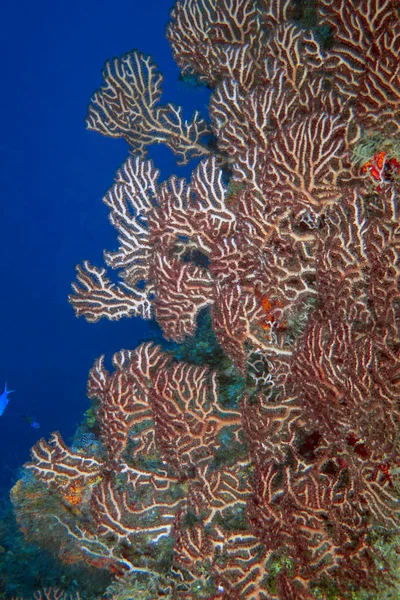 Коралові Рифи Острові Косумель Мексика — стокове фото