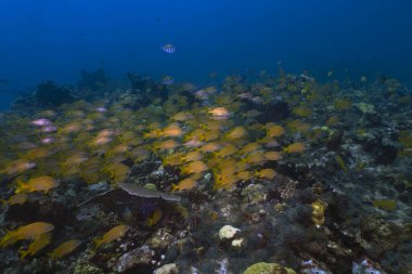 A school of French Grunts (Haemulon flavolineatum) in the Caribbean Sea, Mexico
