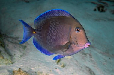 A Blue Tang (Acanthurus coeruleus) in Cozumel, Mexico