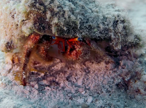 Hermit Crab Dardanus Cozumel Mexico — Zdjęcie stockowe