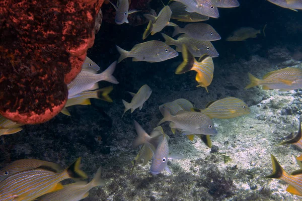 White Grunts Haemulon Plumierii Caribbean Sea Mexico — Φωτογραφία Αρχείου