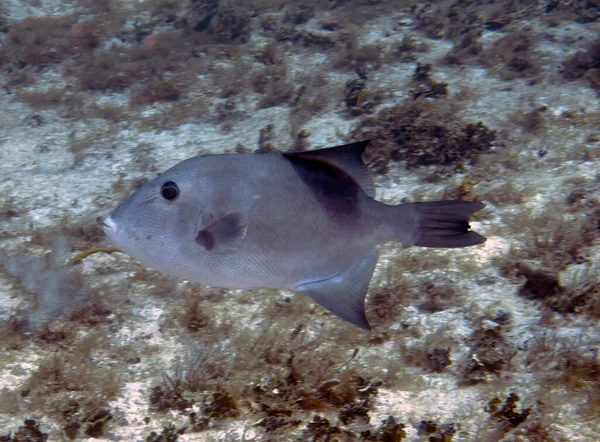 Ocean Triggerfish Canthidermis Sufflamen Cozumel Mexico — Stok Foto
