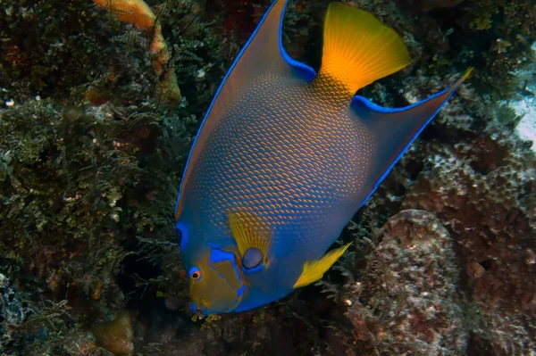 Queen Angelfish Holacanthus Ciliaris Cozumel Mexico — 图库照片