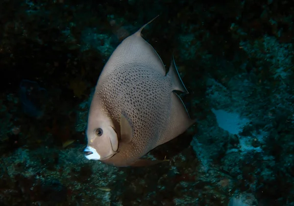 Gray Angelfish Pomacanthus Arcuatus Cozumel Mexico — Stock Photo, Image